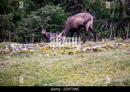 Deux chamois mangeant des herbes dans le Jura, en Suisse. Rupicapra rupicapra dans l'environnement naturel. La beauté dans la nature. Banque D'Images