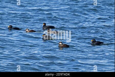 Scoter noir (Melanitta americana) quatre mâles adultes, un mâle immature et deux femelles sur le cap marin de Nosappu, Hokkaido, Japon Mars Banque D'Images