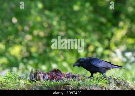 Corbeau de carrion [ Corvus corone ] se nourrissant de la carcasse du faisan Banque D'Images