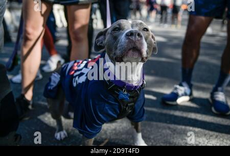 Washington, DC, États-Unis. 7 novembre 2020. Les gens célèbrent dans les rues près de la Maison-Blanche après l'annonce du président élu Joe Biden à Washington, DC (Credit image: © Riccardo SavZUMA Wire) Banque D'Images