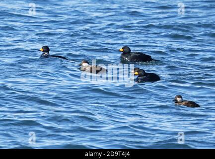 Scoter noir (Melanitta americana) quatre mâles adultes, un mâle immature et deux femelles sur le cap marin de Nosappu, Hokkaido, Japon Mars Banque D'Images