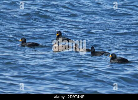 Scoter noir (Melanitta americana) quatre mâles adultes, un mâle immature et une femelle sur le cap maritime de Nosappu, Hokkaido, Japon Mars Banque D'Images