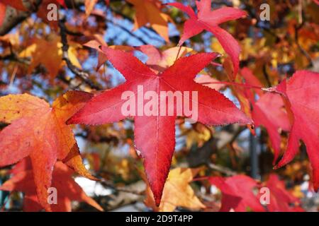 Feuillage d'automne : cinq feuilles rouges pointues sur l'arbre Banque D'Images