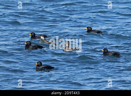 Black Scoter (Melanitta americana) cinq mâles adultes, un mâle immature et une femelle sur le cap maritime de Nosappu, Hokkaido, Japon Mars Banque D'Images