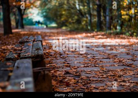 Vieux bancs en bois dans un parc. Feuilles d'orange sur le sol. Saison d'automne dans une forêt. Banque D'Images