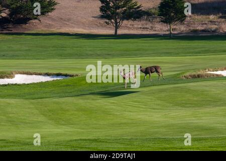 Deer sur le parcours de golf, à Pebble Beach, Californie Banque D'Images