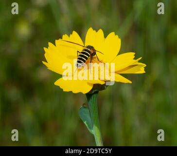 gros plan d'une guêpe avec des syripes noires et blanches qui pollinissent sur une fleur jaune Banque D'Images