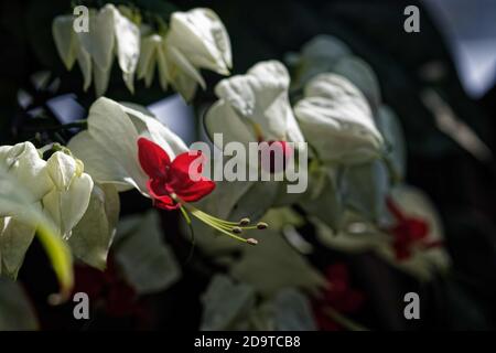 Clerodendrum thomsoniae est une espèce de plantes à fleurs du genre Clerodendrum de la famille des Lamiaceae, originaire de l'Afrique occidentale tropicale. Banque D'Images