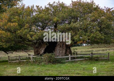 Reine Elizabeth I Oak. Sélectionné, en 2002, comme l'un des cinquante grands arbres britanniques avec lesquels marquer le Jubilé d'or de sa Majesté la reine Elizabeth Banque D'Images