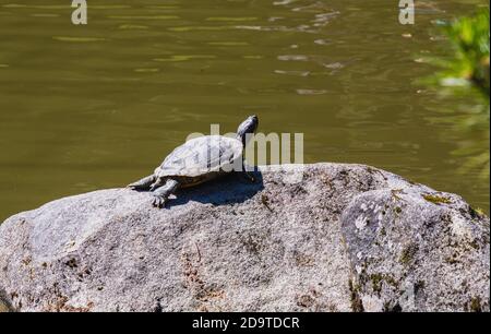 Petite tortue soleil sur un rocher Banque D'Images