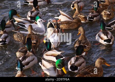 Canards et petits goélands mangeant en hiver sur la rivière. Nourrissez-vous en hiver avec des canards et de petits goélands. Oiseaux sauvages en hiver froid sur l'eau froide de congélation s Banque D'Images