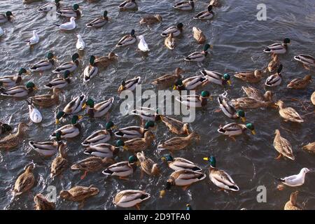 Nourrissez-vous en hiver avec des canards et de petits goélands. Canards et petits goélands mangeant en hiver sur la rivière. Oiseaux sauvages en hiver froid sur l'eau froide de congélation s Banque D'Images