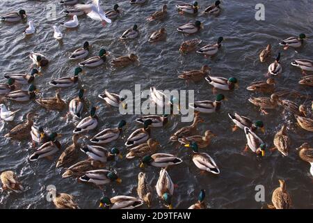 Nourrissez-vous en hiver avec des canards et de petits goélands. Canards et petits goélands mangeant en hiver sur la rivière. Oiseaux sauvages en hiver froid sur l'eau froide de congélation s Banque D'Images