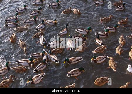 Étang avec beaucoup d'oiseaux se nourrissant, canards et goélands. Nourrissez-vous en hiver avec des canards et de petits goélands. Oiseaux sauvages en hiver froid sur l'eau froide de glace surf Banque D'Images