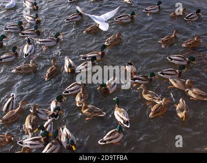 Étang avec beaucoup d'oiseaux se nourrissant, canards et goélands. Nourrissez-vous en hiver avec des canards et de petits goélands. Oiseaux sauvages en hiver froid sur l'eau froide de glace surf Banque D'Images