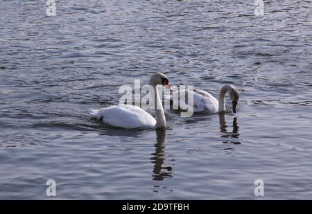 Deux cygnes blancs flottent sur la surface du lac. Oiseaux sauvages en hiver froid sur la surface froide de l'eau de congélation. Banque D'Images