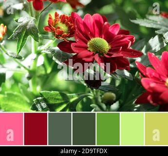 Palette de couleurs assorties à partir d'un gros plan de fleurs de chrysantemum rouge foncé sur une bague verte Banque D'Images