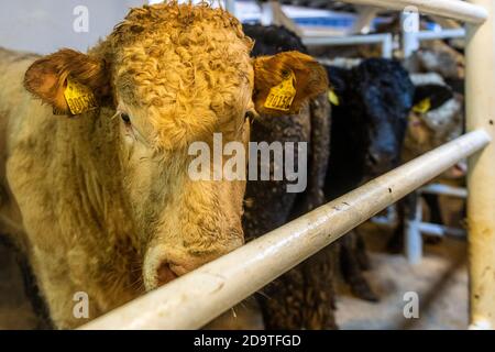 Cork, Irlande. 7 novembre 2020. L'exportation de bétail vers la Libye s'est poursuivie aujourd'hui avec 2,000 jeunes taureaux chargés sur le porte-bétail 'Sarah M'. Curzon Livestock exporte régulièrement du bétail vers la Libye, le voyage prenant environ 10 jours. Le 'Sarah M' sort à 23.30 heures ce soir. Le ministère de l'Agriculture et un vétérinaire irlandais et libyen étaient présents au chargement d'aujourd'hui. Crédit : AG News/Alay Live News Banque D'Images