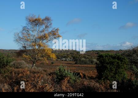 MogShade Hill New Forest Hampshire Banque D'Images