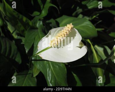 Plante sauvage d'arum (nom scientifique Calla palustris) fleur blanche Banque D'Images