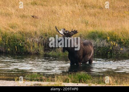 Un orignal à tête de taureau, Alces alces, traverse la rivière Madison dans le parc national de Yellowstone, dans le Wyoming. Banque D'Images
