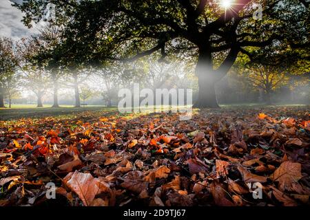 Un tapis de feuilles dans un parc londonien ensoleillé briser la brume automnale Banque D'Images