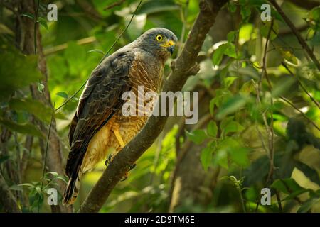 Buse de bord de route - Rupornis magirostris oiseau de proie relativement petit trouvé dans les Amériques, marginalement le plus petit faucon du genre Buteo, bien que R Banque D'Images