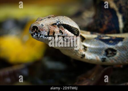 Boa Constrictor - appelé le boa à queue rouge ou le boa commun, est une espèce de grand, non venimeux, le corps trapu serpent qui est fréquemment tenu et br Banque D'Images