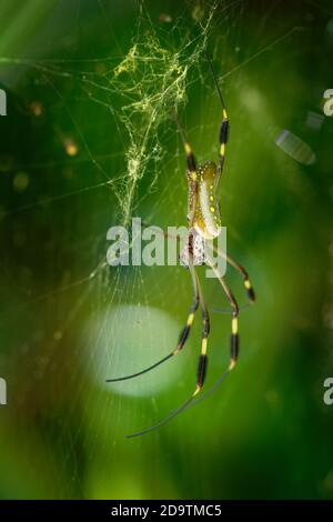 Orb-tisserand de soie dorée - Trichonila clavipes anciennement Nephila clavipes, espèce du genre Trichonila indigène au nord continental et à la sout Banque D'Images