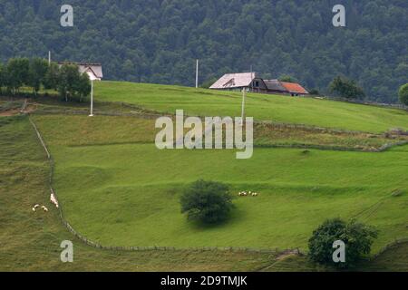 Mouton sur pâturage vert sur une colline à Pestera, dans le comté de Brasov, Roumanie Banque D'Images