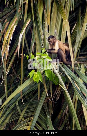 Un Capuchin touffeté sauvage se nourrissant dans un palmier dans les jardins botaniques de Georgetown, au Guyana. Banque D'Images