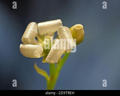 Gros plan d'une fleur blanche fertilisée de Vénus Flytrap (Dionaea muscipula) avec 5 pétales à rayures brillantes et boucles le long du bourgeon de fleurs non ouvert Banque D'Images