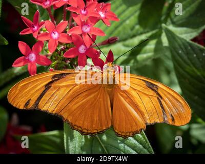 Gros plan d'un papillon Julis orange (Dryas iulia) sur une fleur rouge Banque D'Images