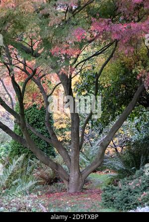 Kilver court House and Gardens, jardin historique au bord du lac à Shepton Mallet Somerset, photographié en automne avec des feuilles sur les arbres qui se colorent Banque D'Images