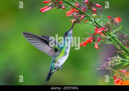 Une femelle de colibri de saphir bleu-chiné se nourrissant sur Antigua Heath rouge fleurs dans un jardin. Faune dans la nature, oiseau tropical en vol, Noël Banque D'Images