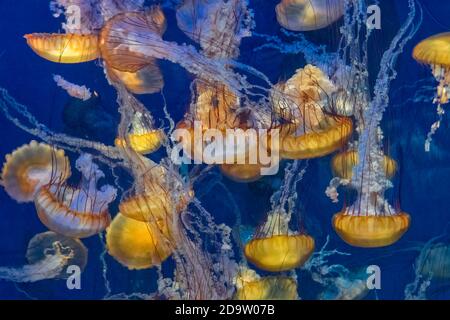 Un grand groupe de méduses jaune-brun-orangé, les matelles de la mer du Pacifique (Chrysaora fuscescens) dans l'océan Pacifique bleu profond. Banque D'Images