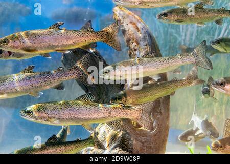 Un groupe de poissons smolts. Un smolt est une étape du cycle de vie d'un saumon qui se prépare à sortir en mer. Banque D'Images