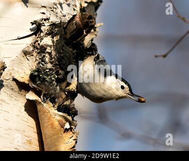 Vue rapprochée d'un oiseau Nuthatch blanc perchée sur un tronc de bouleau avec un écrou dans son bec et un fond bleu ciel flou. Banque D'Images