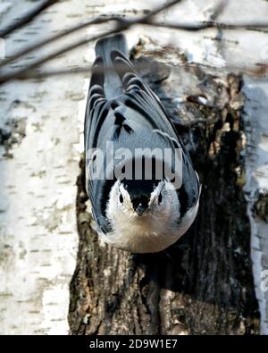 Vue rapprochée d'un oiseau Nuthatch blanc perchée sur un bouleau arbre avec un arrière-plan flou dans son environnement et son habitat regarder la caméra Banque D'Images