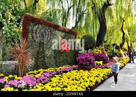 Jinan, province chinoise de Shandong. 7 novembre 2020. Les touristes voient en fleurs le chrysanthème dans le parc de source Baotu à Jinan, capitale de la province de Shandong en Chine orientale, le 7 novembre 2020. Credit: Guo Xulei/Xinhua/Alamy Live News Banque D'Images