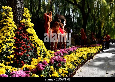 Jinan, province chinoise de Shandong. 7 novembre 2020. Les touristes voient en fleurs le chrysanthème dans le parc de source Baotu à Jinan, capitale de la province de Shandong en Chine orientale, le 7 novembre 2020. Credit: Guo Xulei/Xinhua/Alamy Live News Banque D'Images