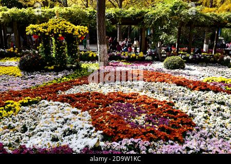 Jinan, province chinoise de Shandong. 7 novembre 2020. Les touristes voient en fleurs le chrysanthème dans le parc de source Baotu à Jinan, capitale de la province de Shandong en Chine orientale, le 7 novembre 2020. Credit: Guo Xulei/Xinhua/Alamy Live News Banque D'Images