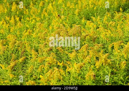Un champ de fleurs d'or jaunes à pleine fleur Banque D'Images