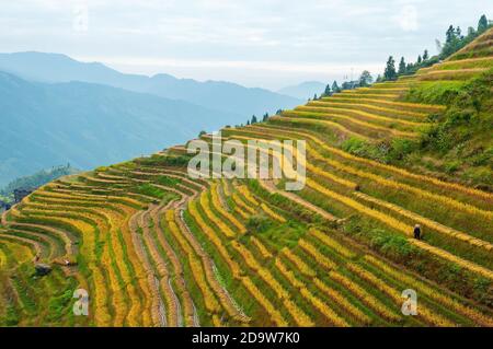Chinois avec chapeau conique faisant la récolte de riz dans les terrasses de champ de riz du village de Ping an, comté de Longsheng, province de Guangxi, Chine. Banque D'Images