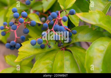 Fond de raisin bleu sauvage. Parthenocissus quinquefolia. Arrière-plan de la macro. Banque D'Images