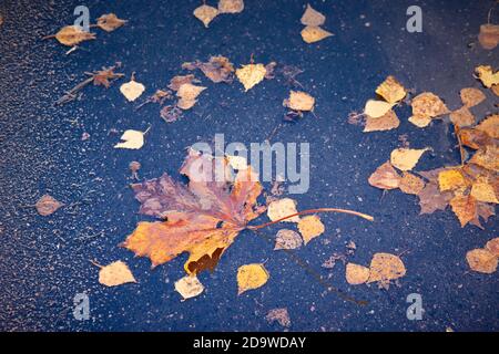 Feuilles d'automne brillantes d'érable et de bouleau sur fond d'asphalte humide. Concept de fond de la saison d'automne. Banque D'Images