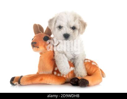 Jeune Bichon Frise in front of white background Banque D'Images