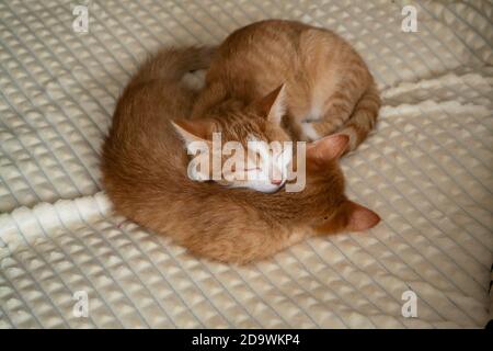 Deux chatons rouges glissent sous une couverture blanche Banque D'Images