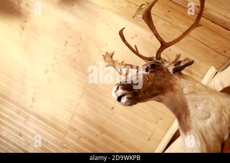 Détails de la tête de cerf farcie sur un mur en bois Banque D'Images