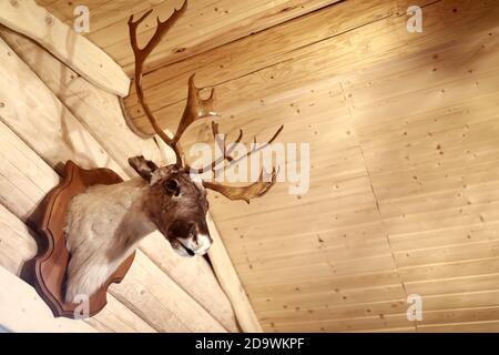 Vue sur la tête de cerf farcie sur un mur en bois Banque D'Images